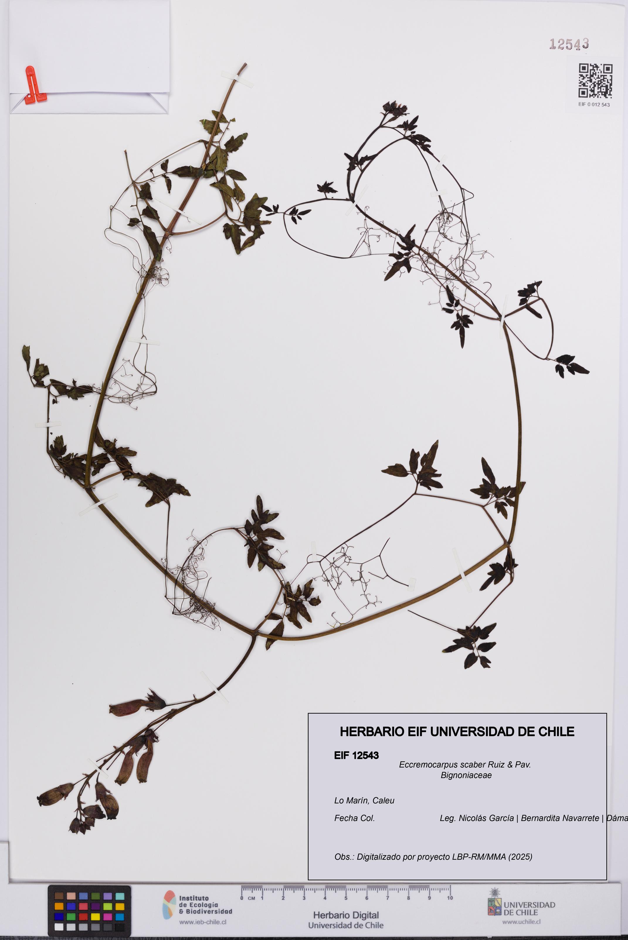 Eccremocarpus scaber [Espécimen: UCH:EIF:0012543]