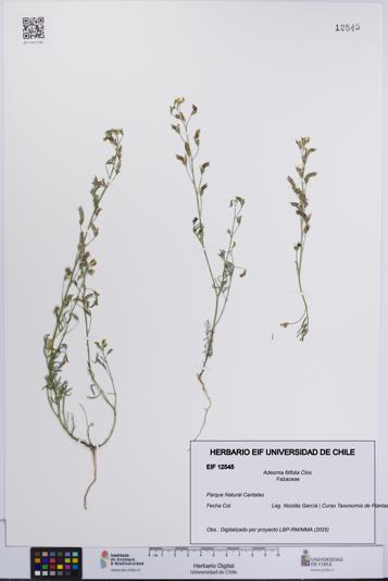 Adesmia filifolia [Espécimen: UCH:EIF:0012545]