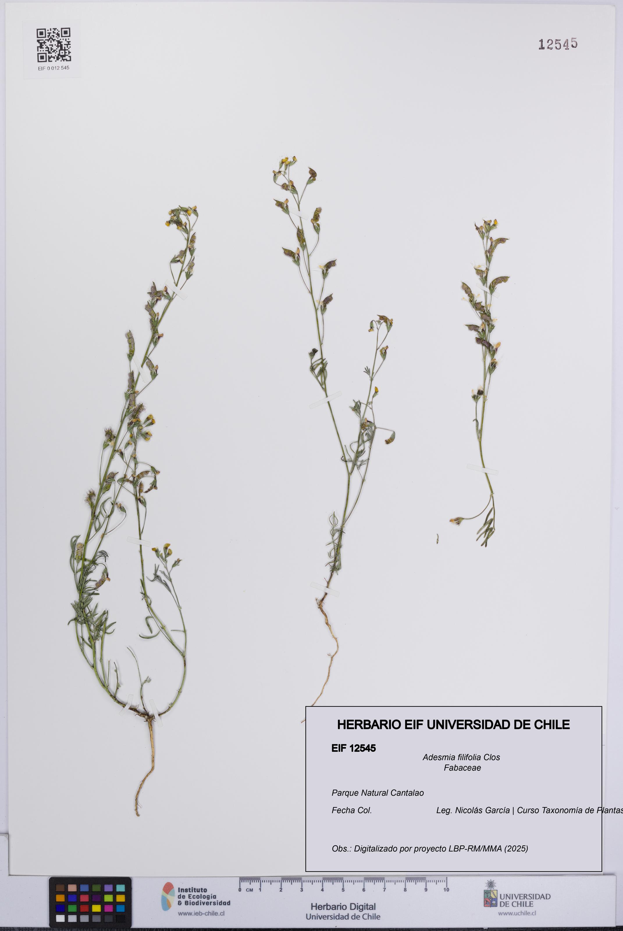Adesmia filifolia [Espécimen: UCH:EIF:0012545]
