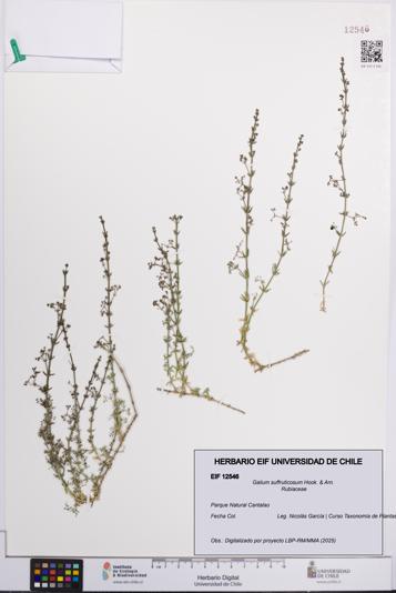 Galium suffruticosum [Espécimen: UCH:EIF:0012546]