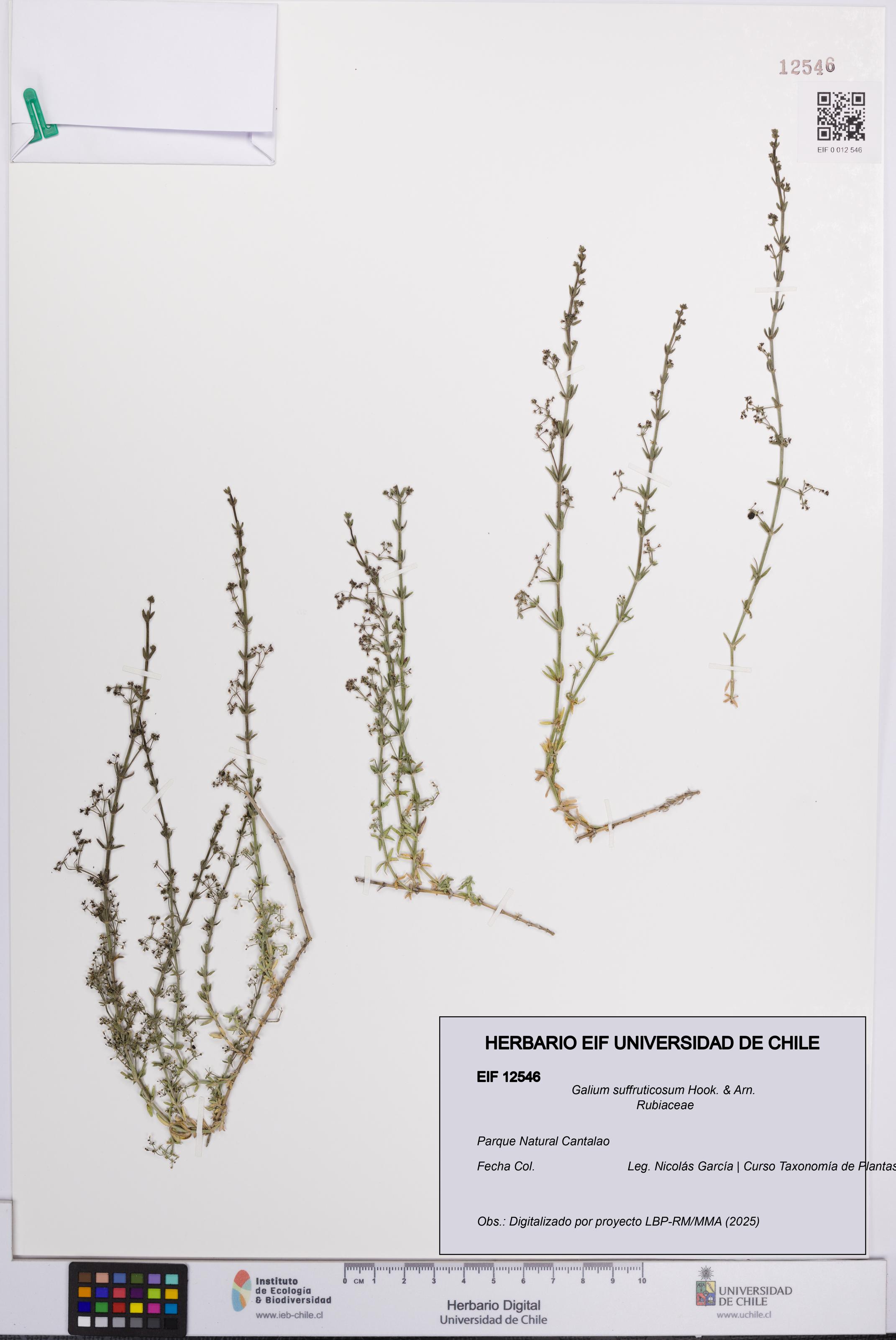 Galium suffruticosum [Espécimen: UCH:EIF:0012546]