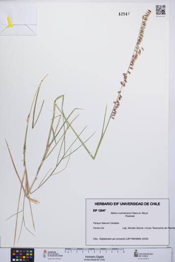 Melica commersonii [Espécimen: UCH:EIF:0012547]