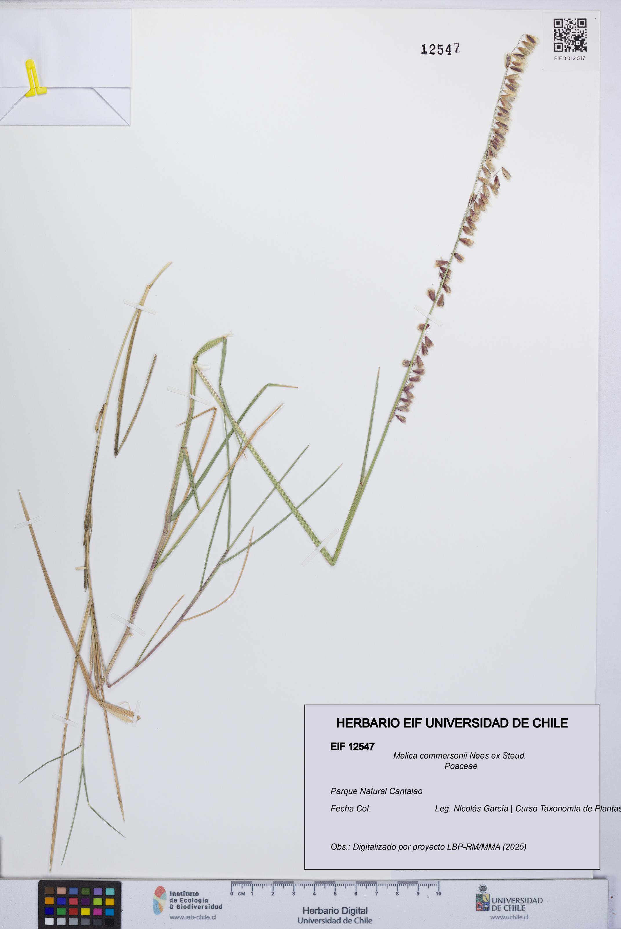 Melica commersonii [Espécimen: UCH:EIF:0012547]