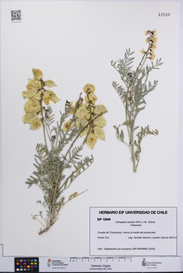 Astragalus pissisii [Espécimen: UCH:EIF:0012549]
