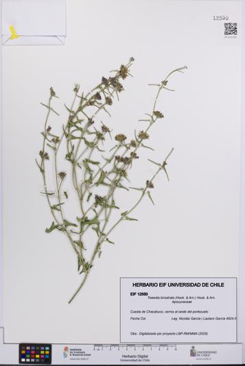 Tweedia birostrata [Espécimen: UCH:EIF:0012550]