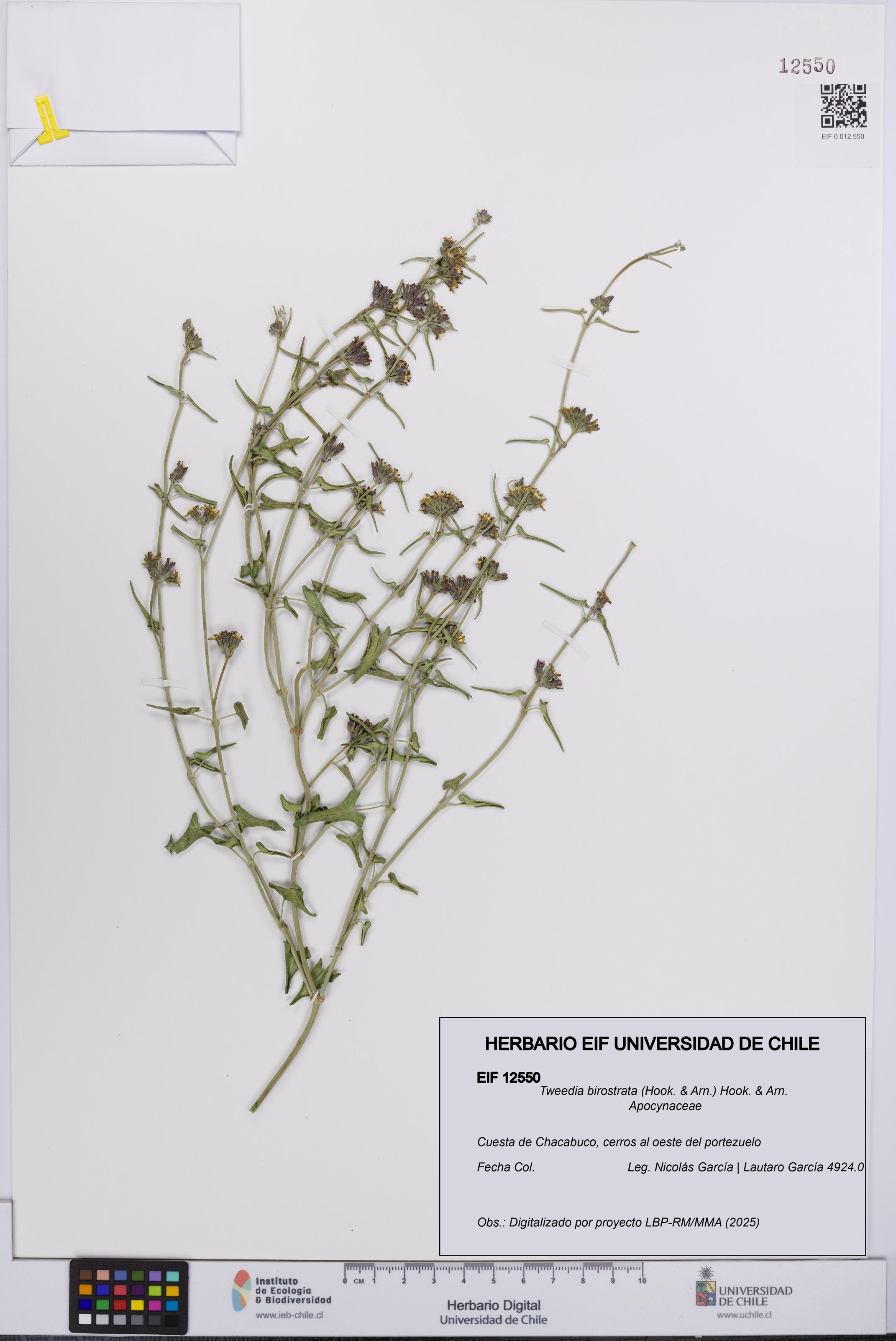 Tweedia birostrata [Espécimen: UCH:EIF:0012550]