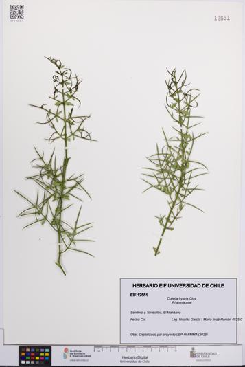 Colletia hystrix [Espécimen: UCH:EIF:0012551]