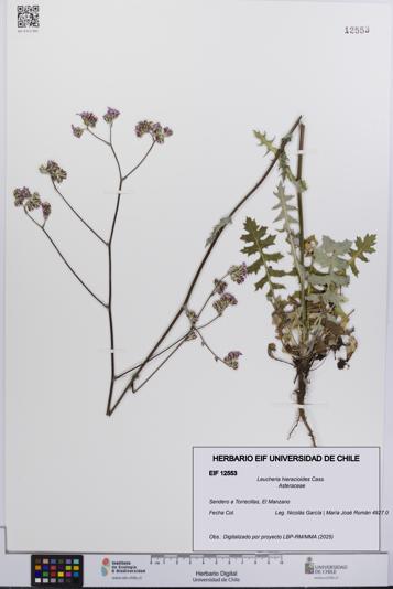 Leucheria hieracioides [Espécimen: UCH:EIF:0012553]