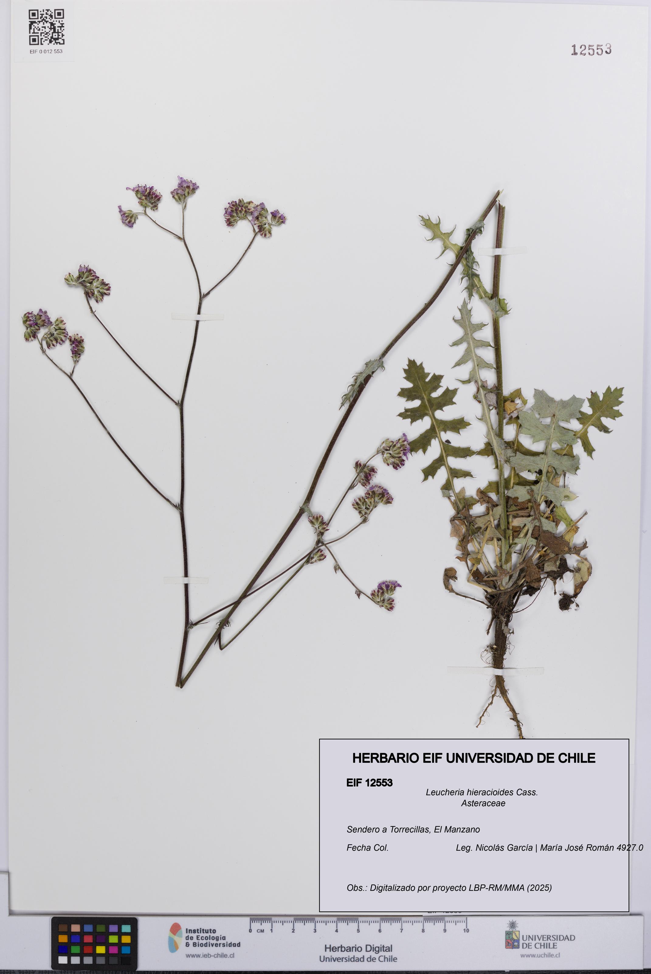 Leucheria hieracioides [Espécimen: UCH:EIF:0012553]