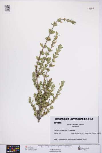 Gardoquia gilliesii [Espécimen: UCH:EIF:0012554]