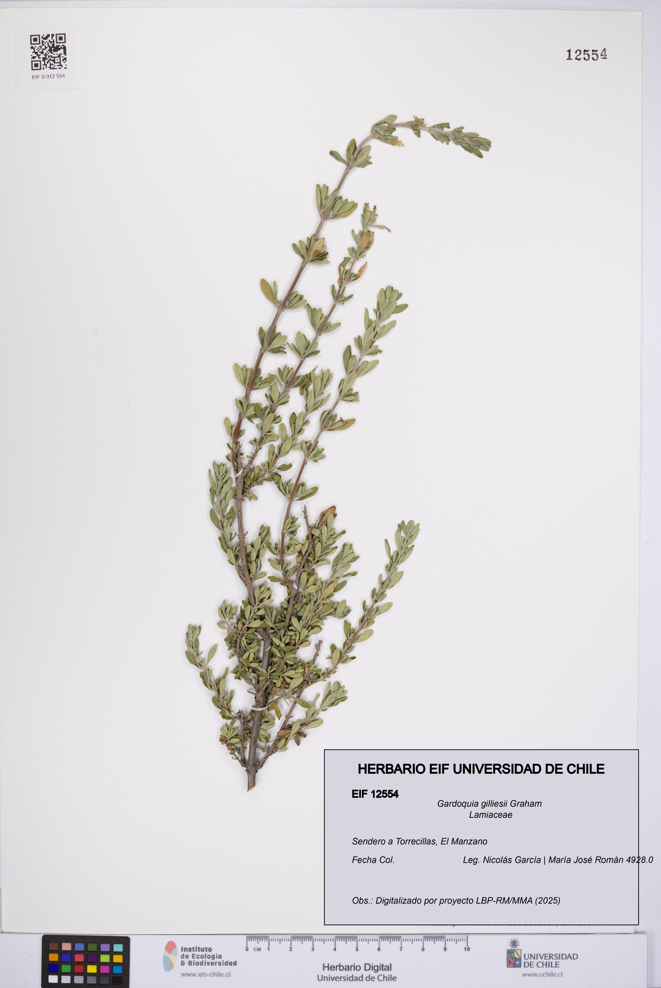 Gardoquia gilliesii [Espécimen: UCH:EIF:0012554]