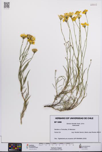Senecio farinifer [Espécimen: UCH:EIF:0012555]