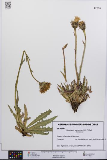 Hypochaeris scorzonerae [Espécimen: UCH:EIF:0012556]