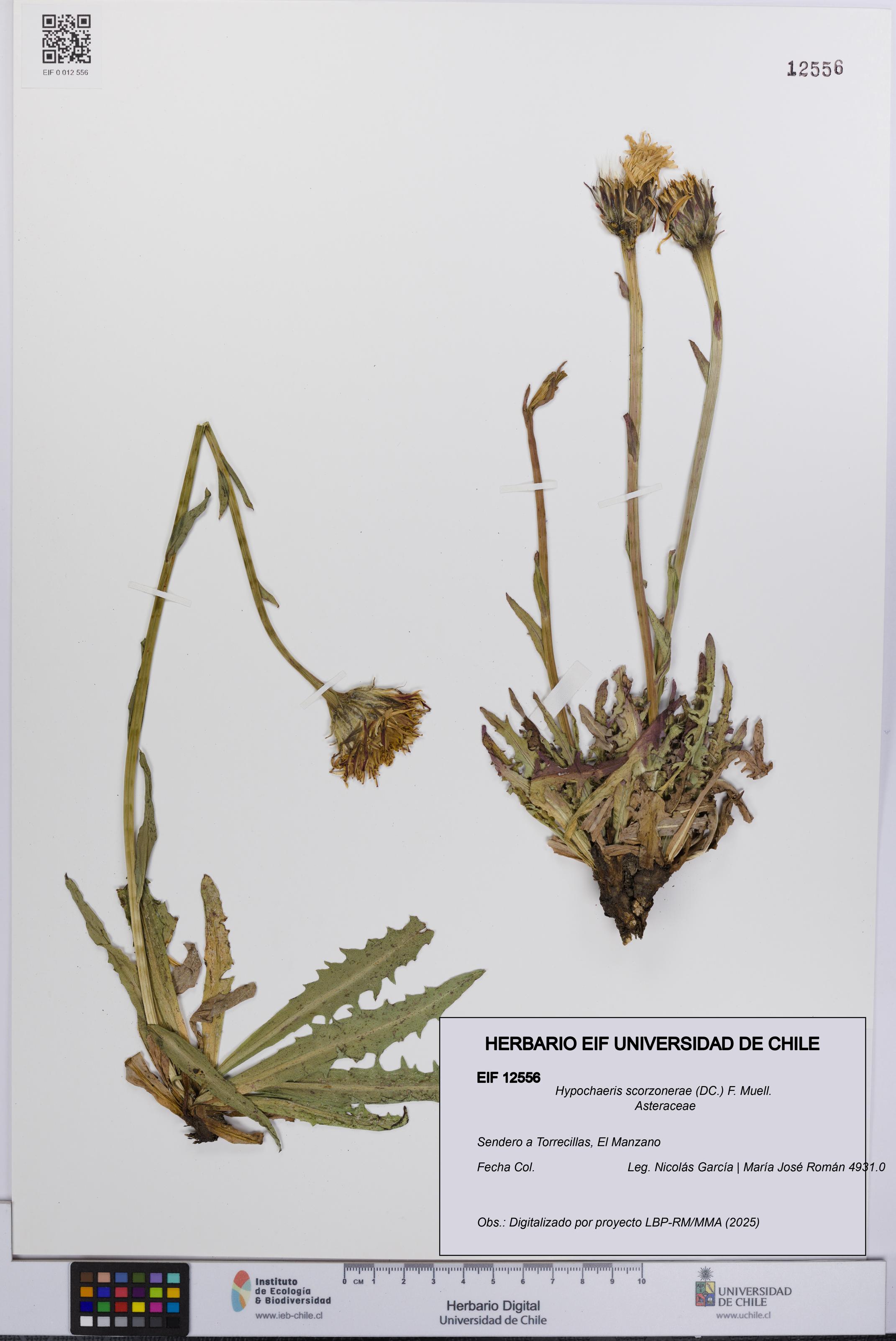 Hypochaeris scorzonerae [Espécimen: UCH:EIF:0012556]