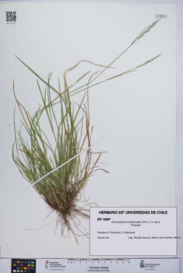 Rhombolytrum koelerioides [Espécimen: UCH:EIF:0012557]