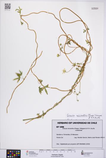 Grausa micrantha [Espécimen: UCH:EIF:0012558]