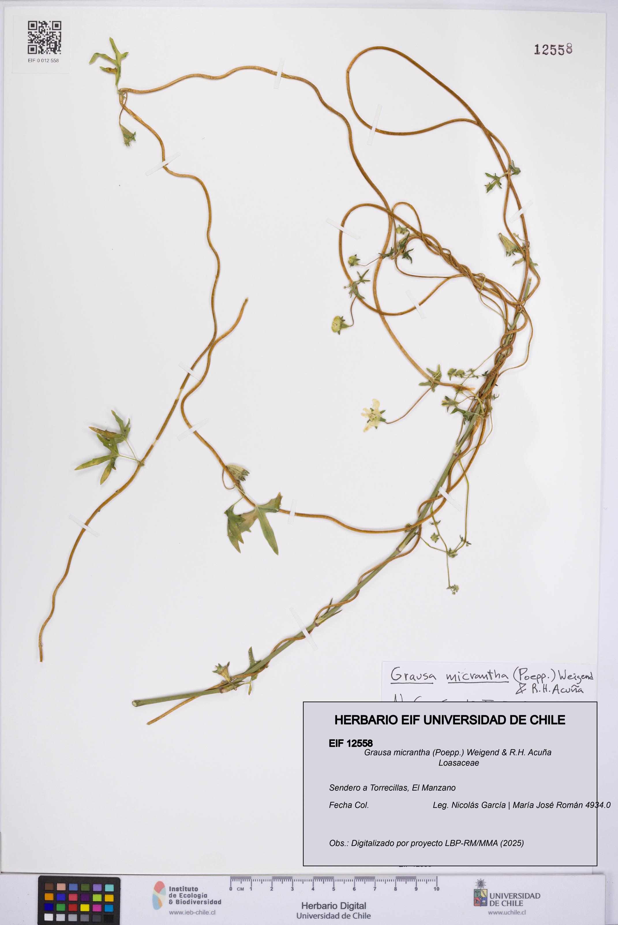 Grausa micrantha [Espécimen: UCH:EIF:0012558]