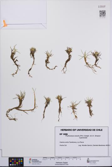 Phylloscirpus acaulis [Espécimen: UCH:EIF:0012559]