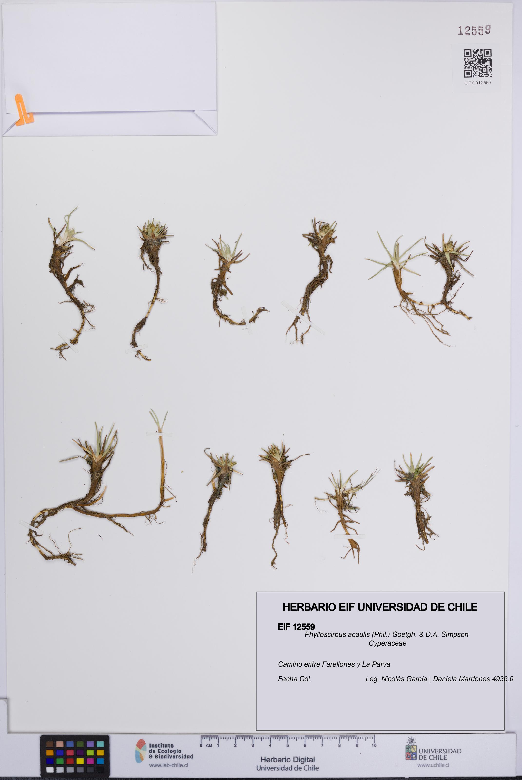 Phylloscirpus acaulis [Espécimen: UCH:EIF:0012559]