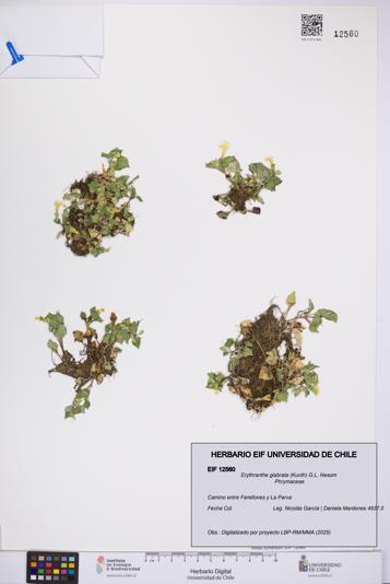 Erythranthe glabrata [Espécimen: UCH:EIF:0012560]