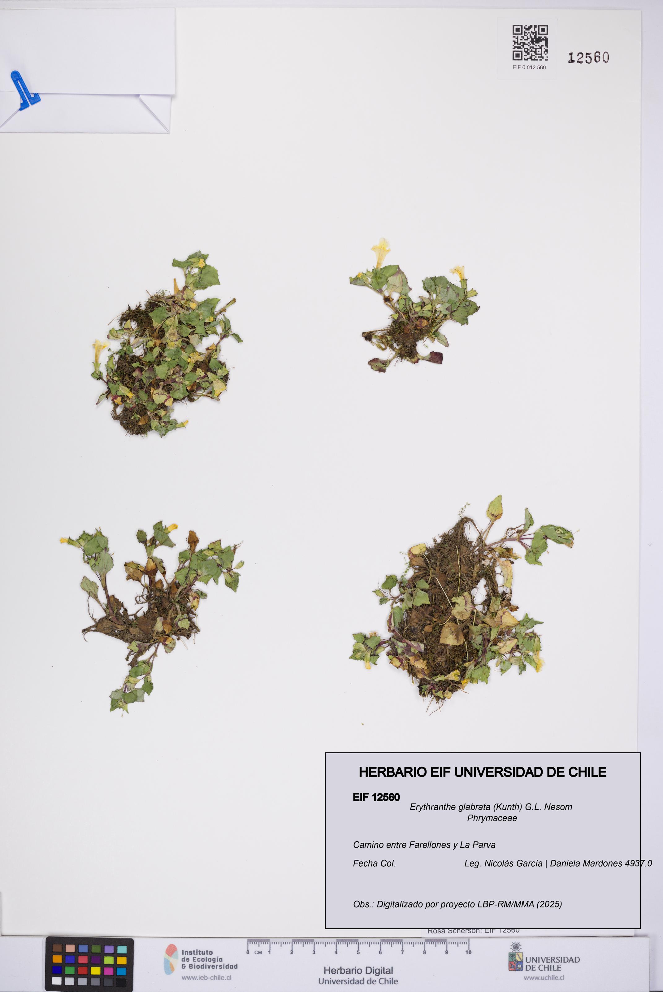 Erythranthe glabrata [Espécimen: UCH:EIF:0012560]