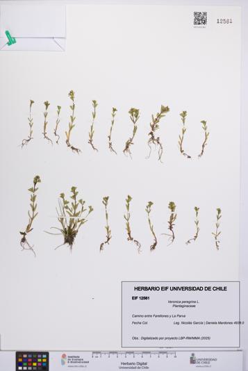 Veronica peregrina [Espécimen: UCH:EIF:0012561]