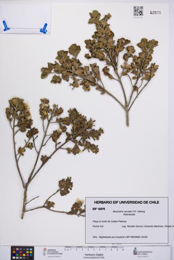 Baccharis vernalis [Espécimen: UCH:EIF:0012575]