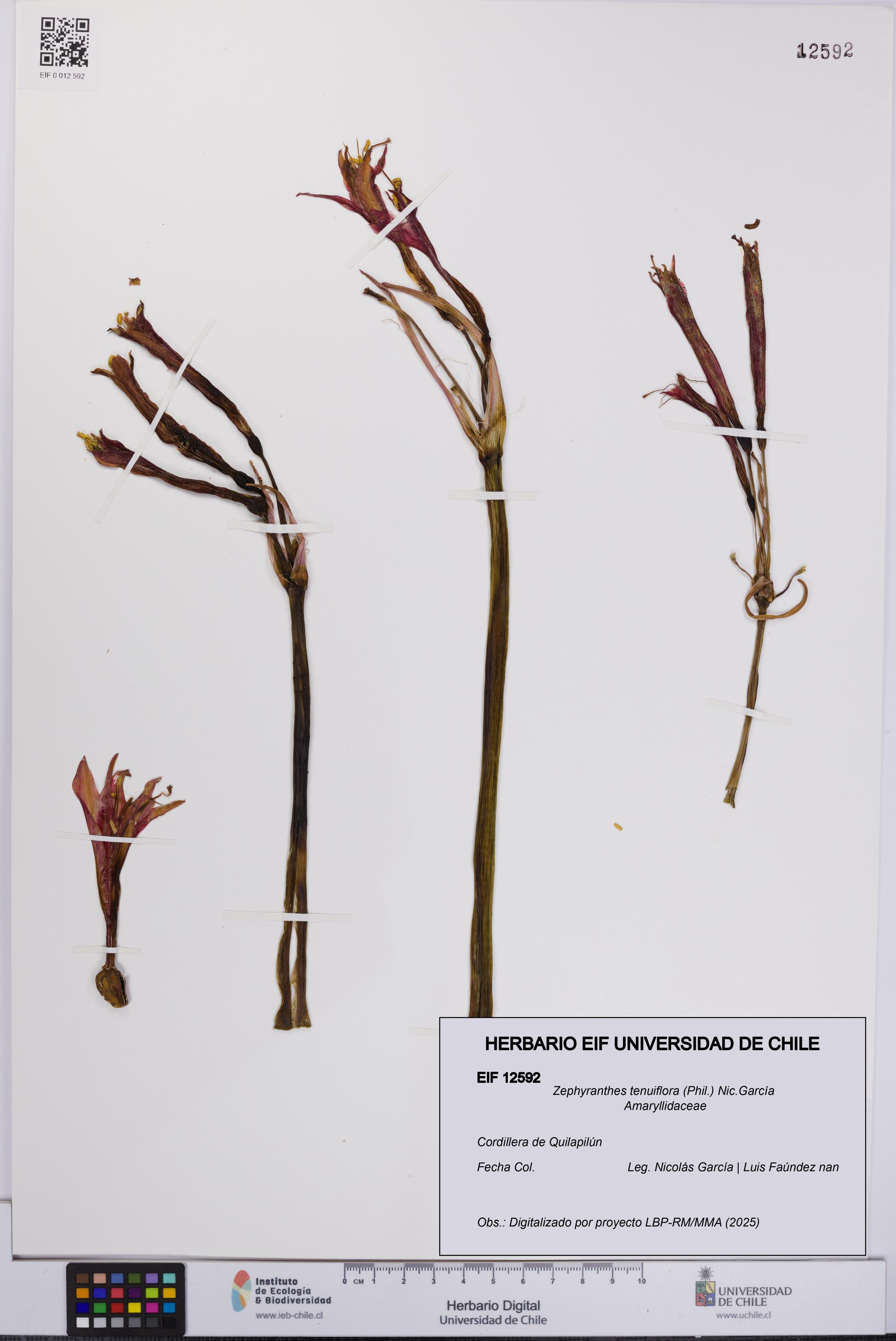 Zephyranthes tenuiflora [Espécimen: UCH:EIF:0012592]