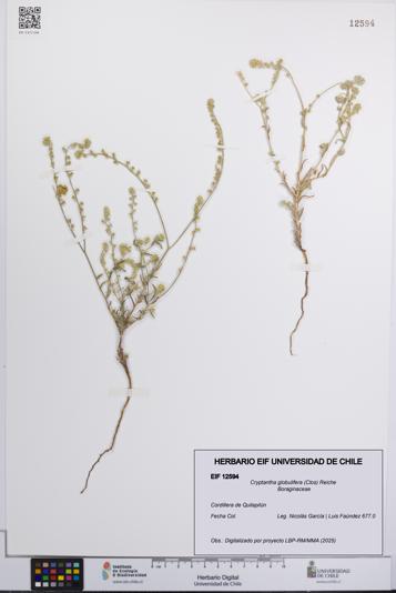 Cryptantha globulifera [Espécimen: UCH:EIF:0012594]