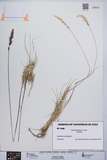 Poa tristigmatica [Espécimen: UCH:EIF:0012595]