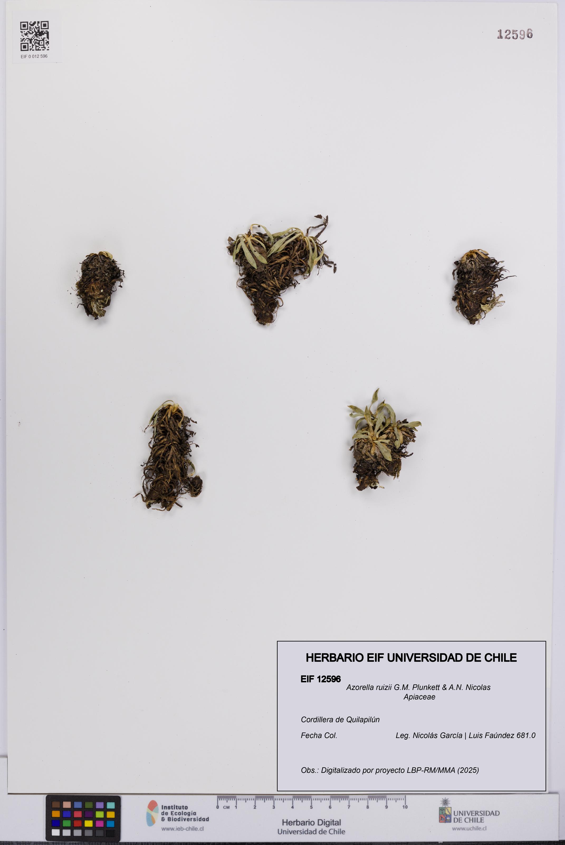 Azorella ruizii [Espécimen: UCH:EIF:0012596]