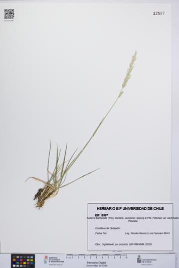 Koeleria barbinodis var. barbinodis [Espécimen: UCH:EIF:0012597]