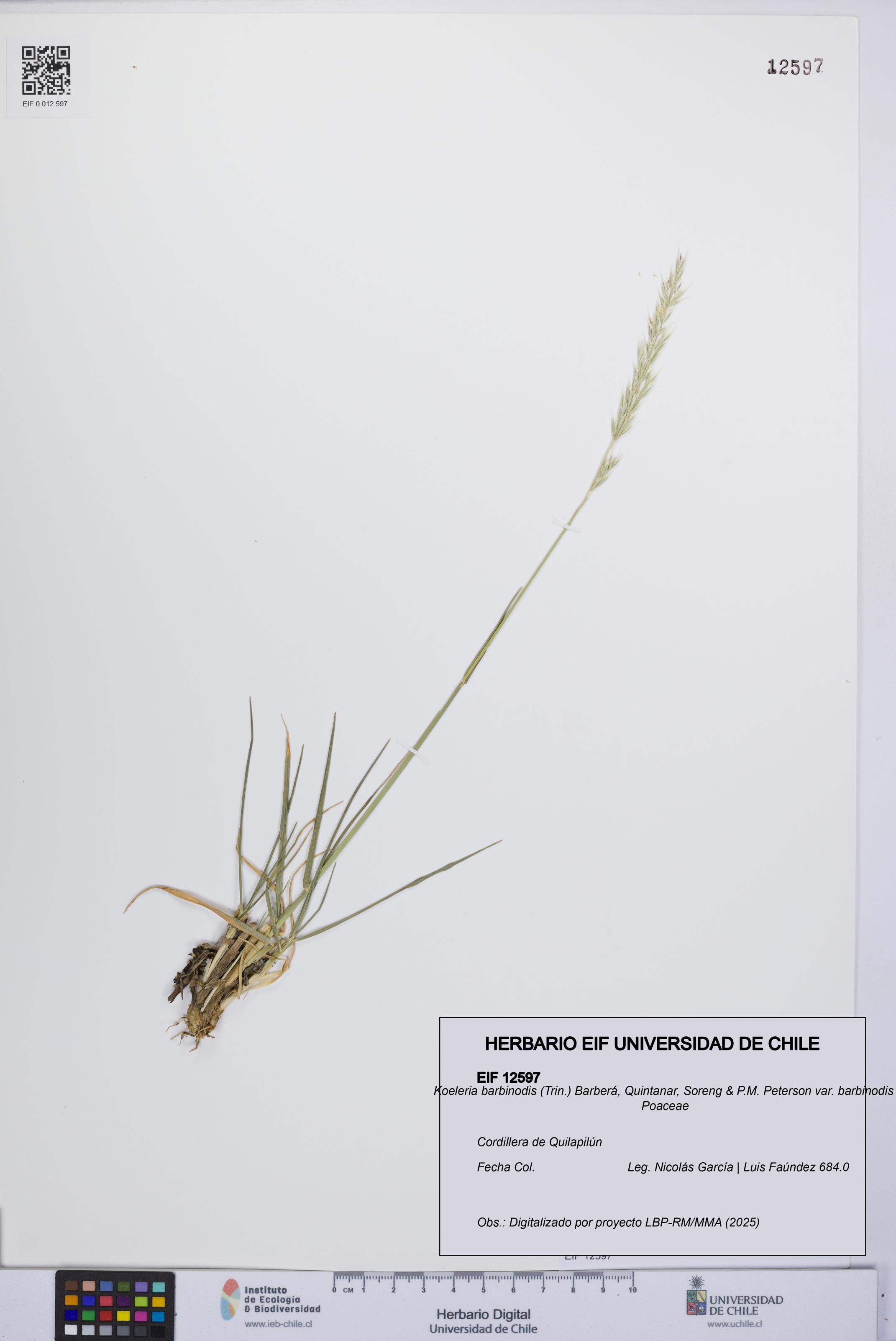 Koeleria barbinodis var. barbinodis [Espécimen: UCH:EIF:0012597]