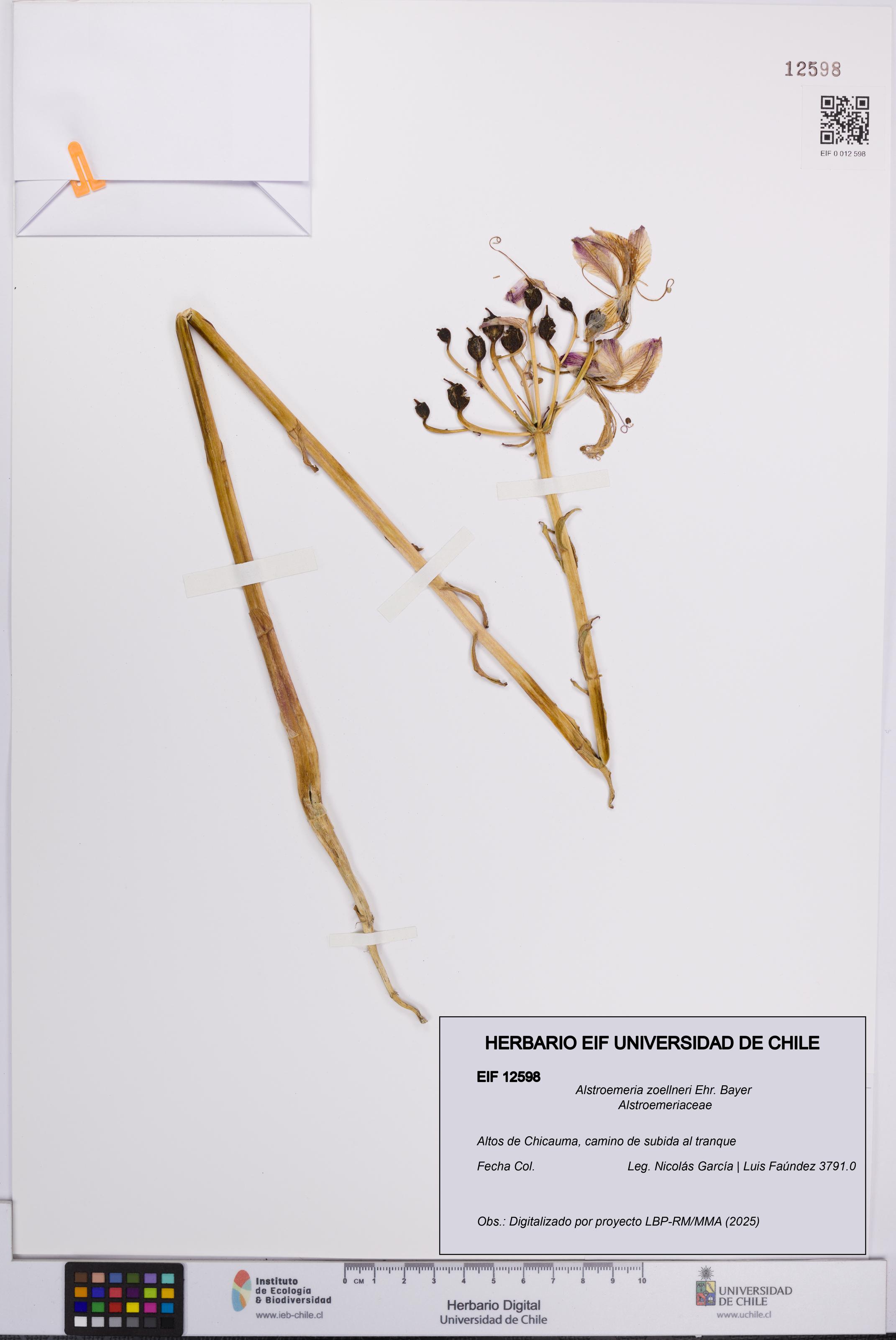 Alstroemeria zoellneri [Espécimen: UCH:EIF:0012598]