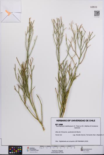 Gymnophyton isatidicarpum [Espécimen: UCH:EIF:0012599]