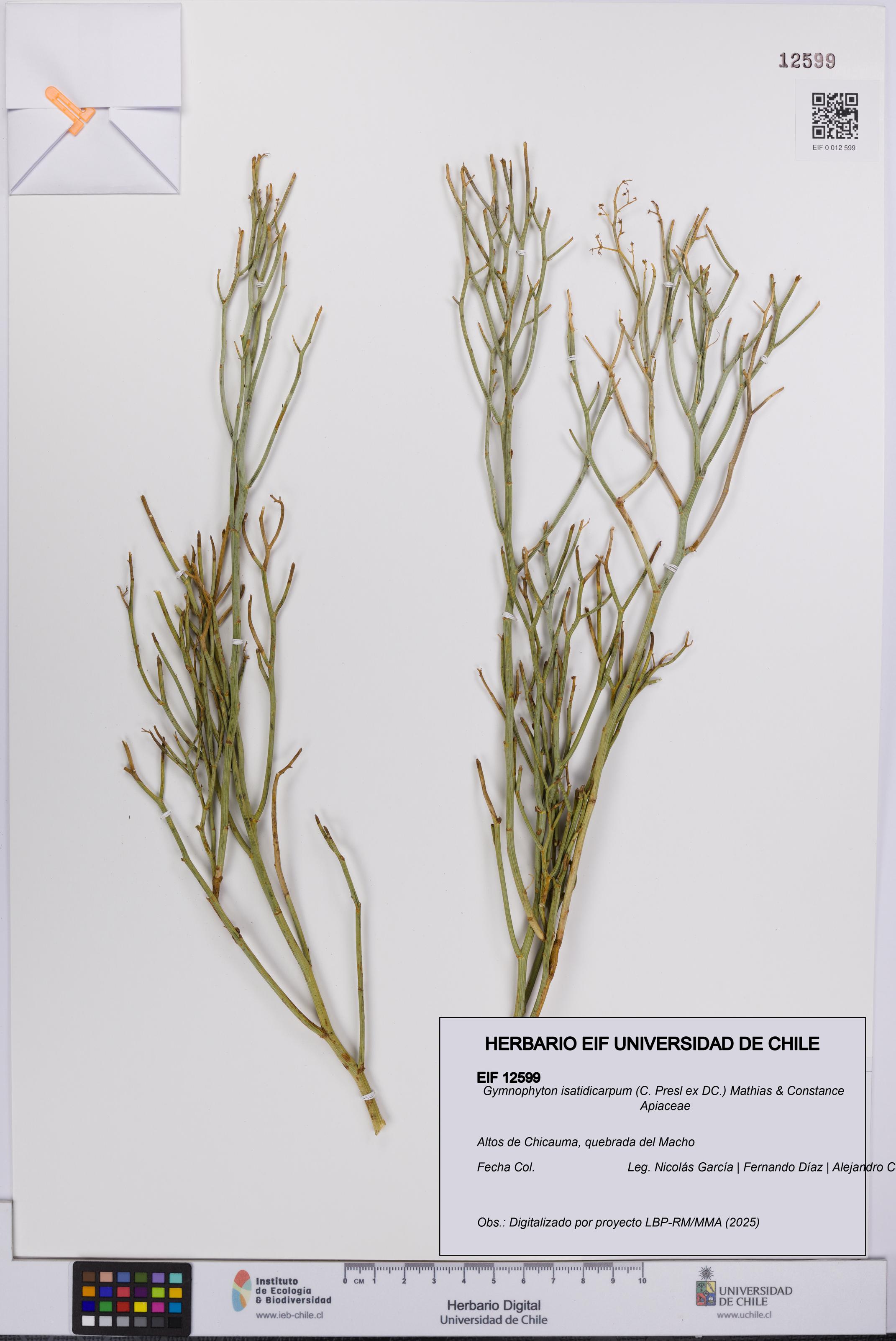 Gymnophyton isatidicarpum [Espécimen: UCH:EIF:0012599]