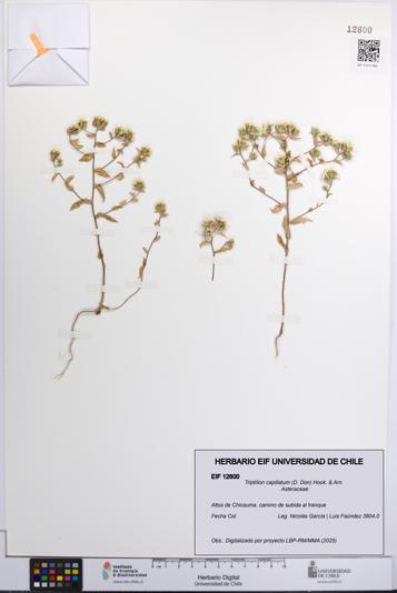 Triptilion capillatum [Espécimen: UCH:EIF:0012600]