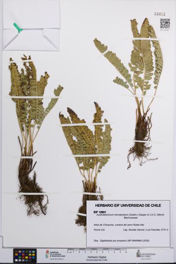 Austroblechnum microphyllum [Espécimen: UCH:EIF:0012601]