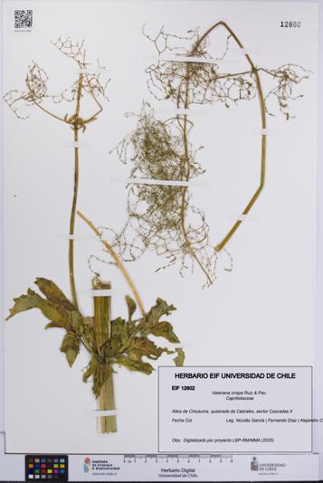 Valeriana crispa [Espécimen: UCH:EIF:0012602]