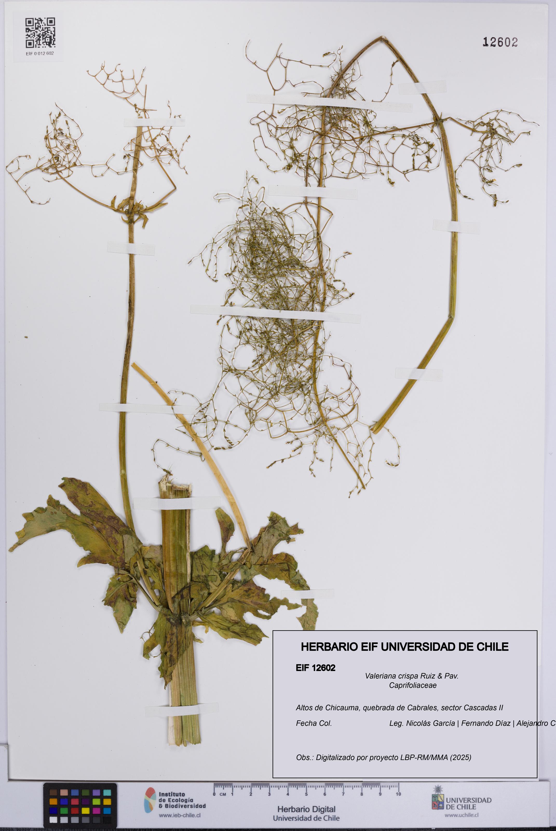 Valeriana crispa [Espécimen: UCH:EIF:0012602]