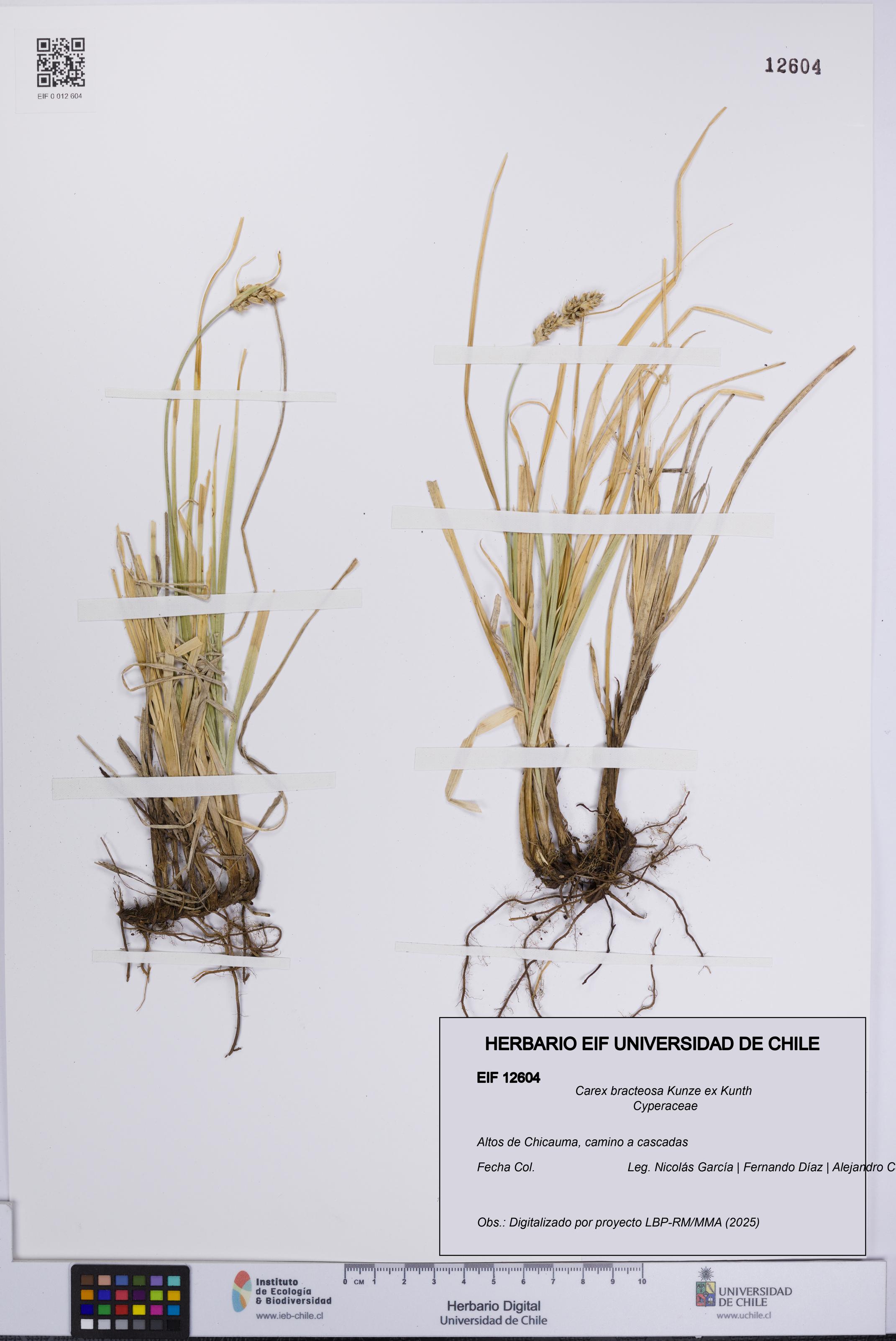 Carex bracteosa [Espécimen: UCH:EIF:0012604]