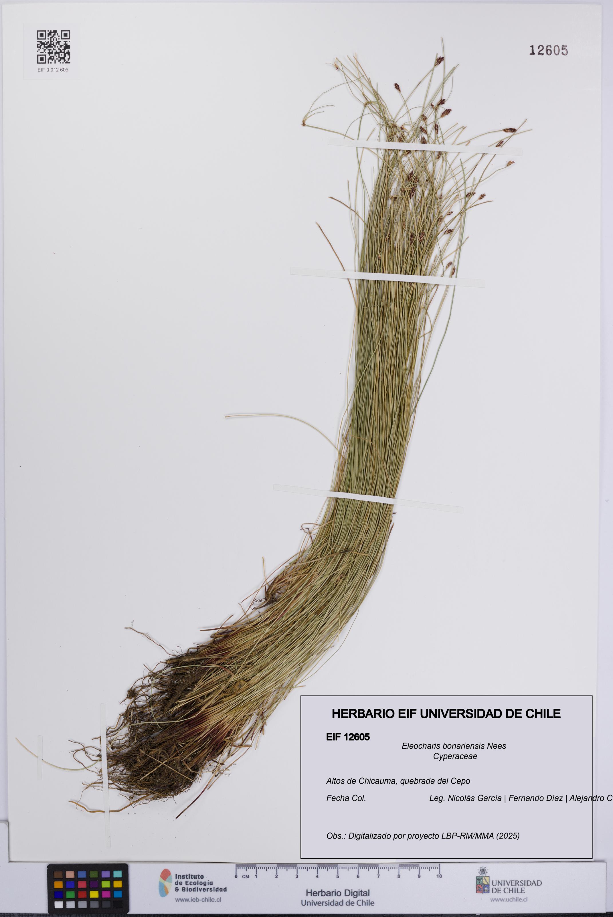 Eleocharis bonariensis [Espécimen: UCH:EIF:0012605]