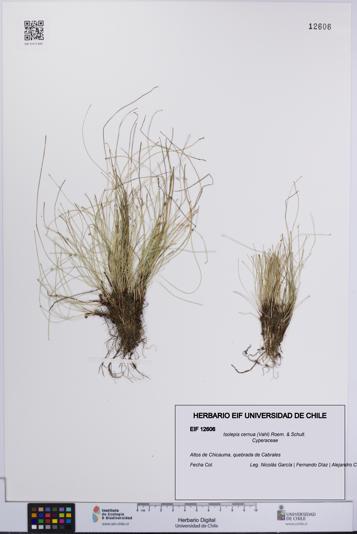 Isolepis cernua [Espécimen: UCH:EIF:0012606]