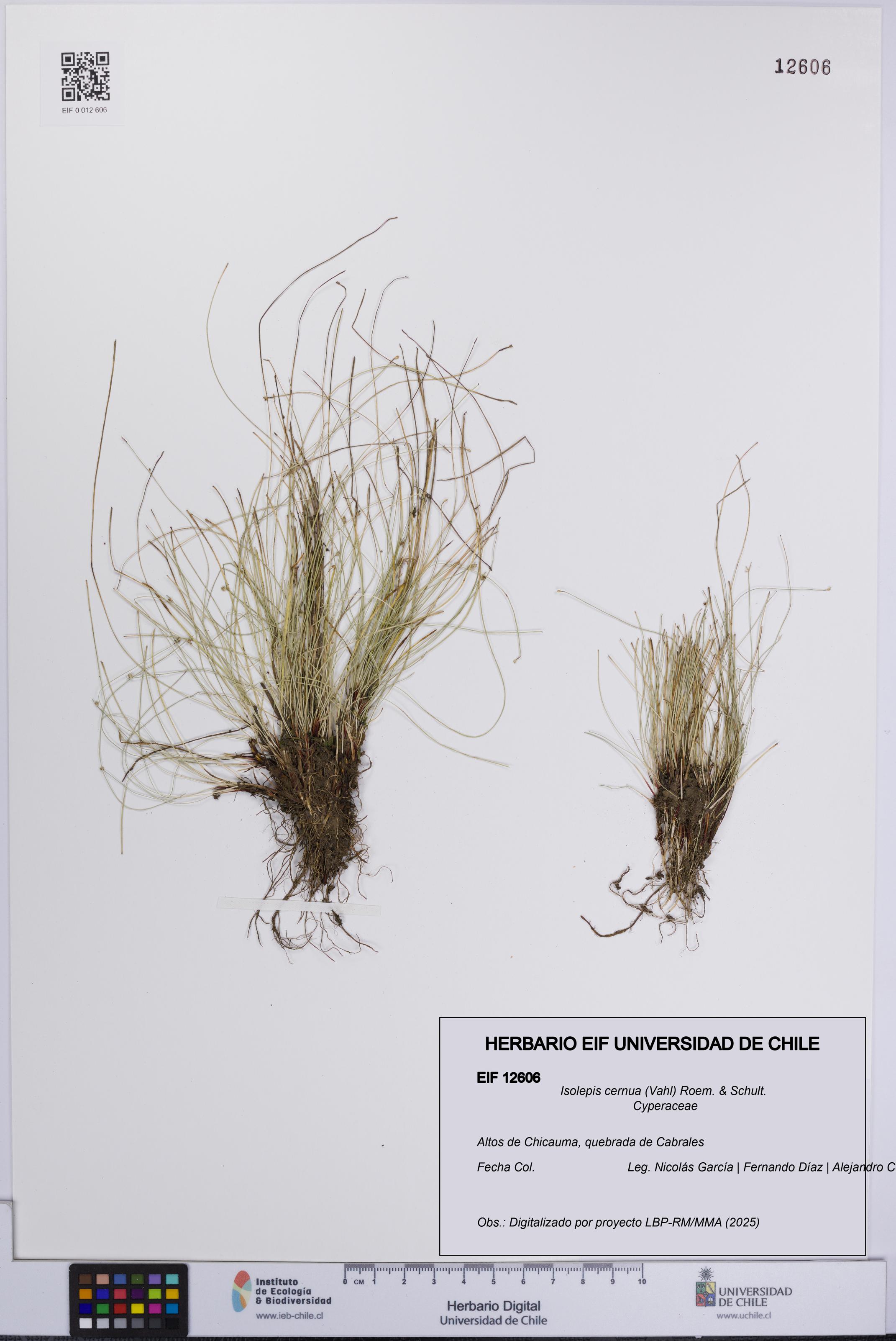 Isolepis cernua [Espécimen: UCH:EIF:0012606]