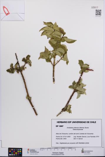 Aristotelia chilensis [Espécimen: UCH:EIF:0012607]