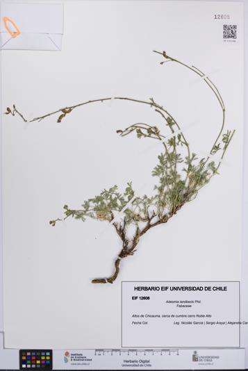 Adesmia landbecki [Espécimen: UCH:EIF:0012608]