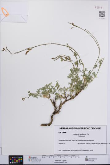 Adesmia landbeckii [Espécimen: UCH:EIF:0012608]