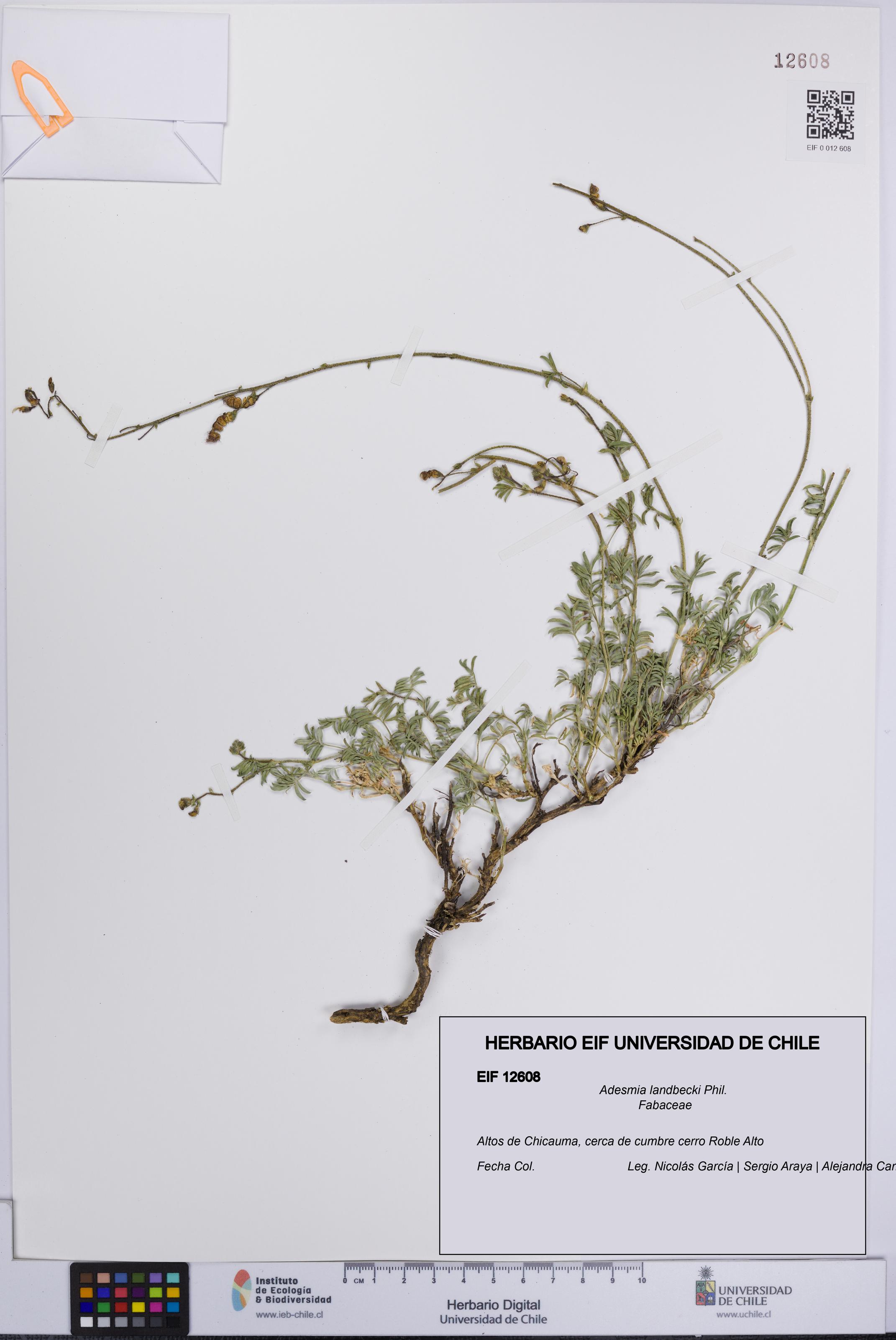 Adesmia landbecki [Espécimen: UCH:EIF:0012608]