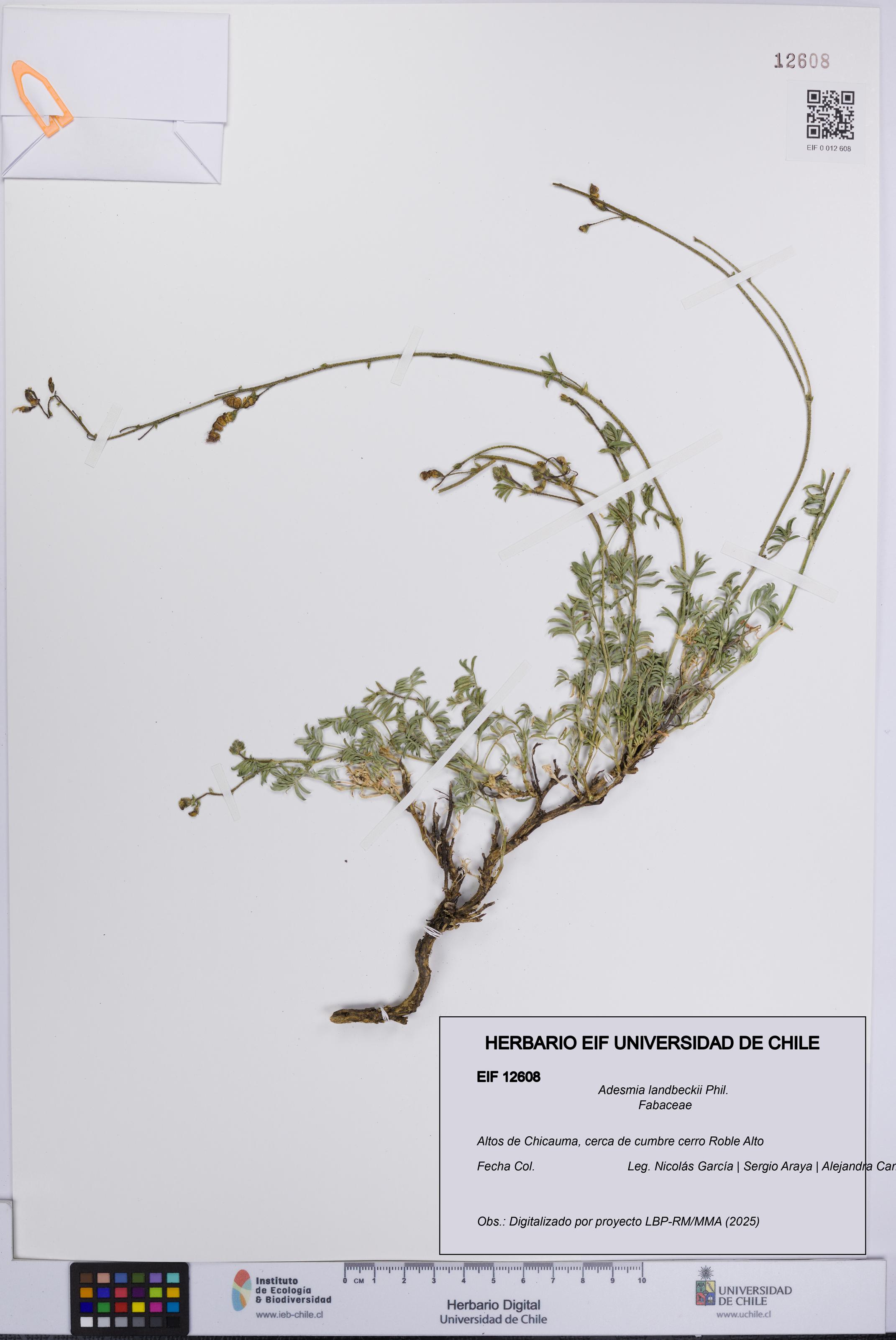 Adesmia landbeckii [Espécimen: UCH:EIF:0012608]