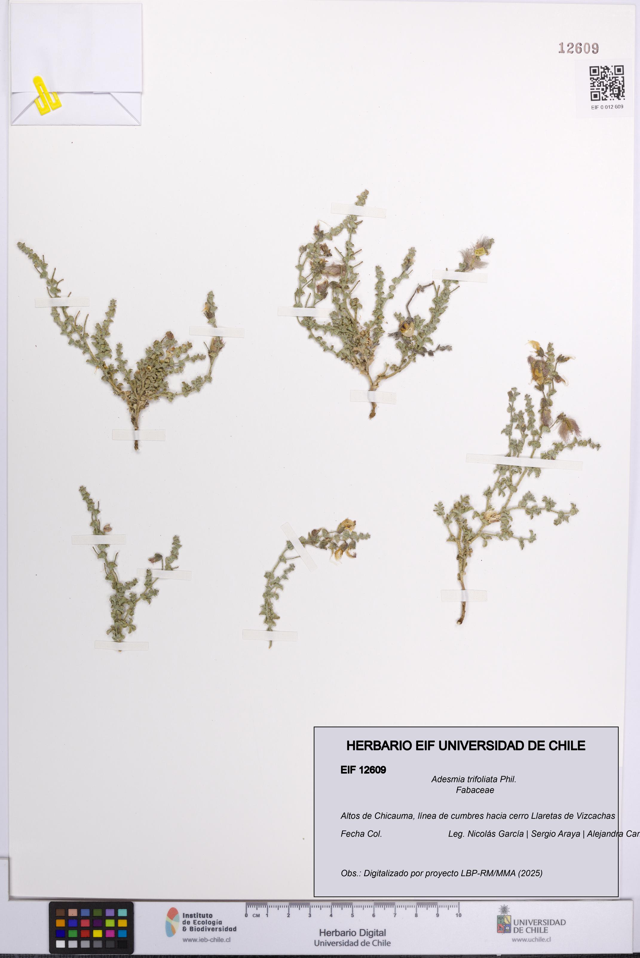 Adesmia trifoliata [Espécimen: UCH:EIF:0012609]